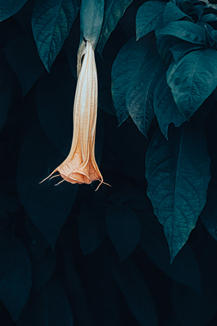 Angels Trumpet 1