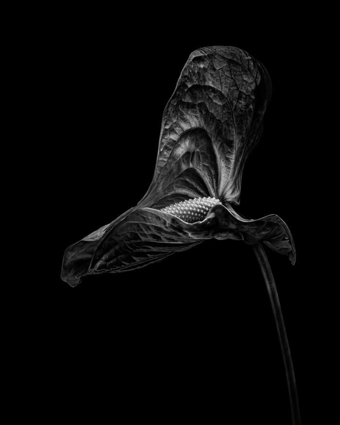 Anthurium 1