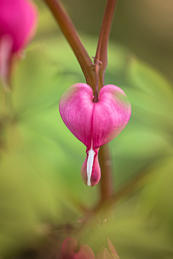 Bleeding Heart 4