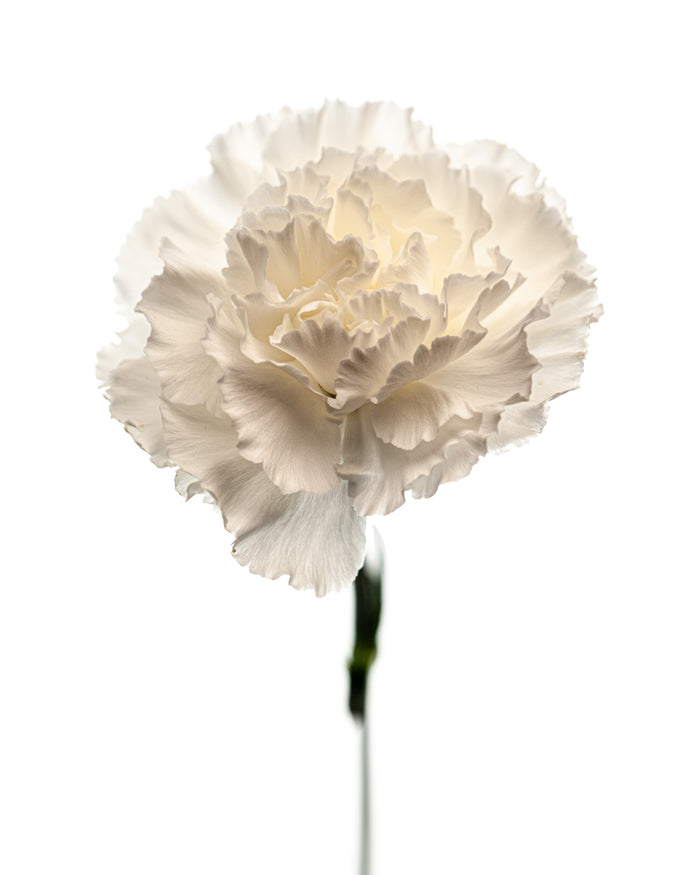 Carnation 4