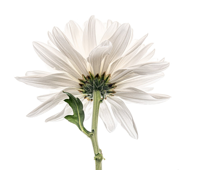 Chrysanthemums 10
