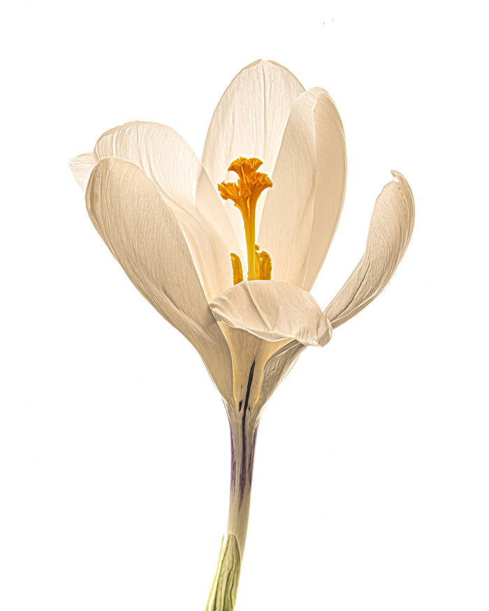 Crocus 2