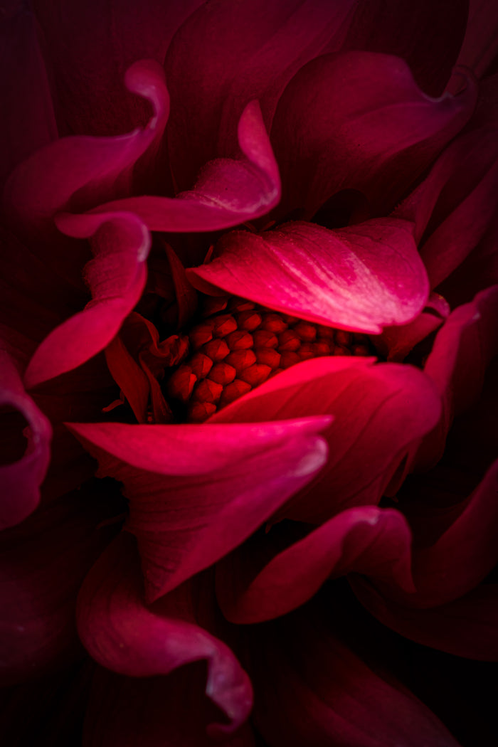 Dahlia 23