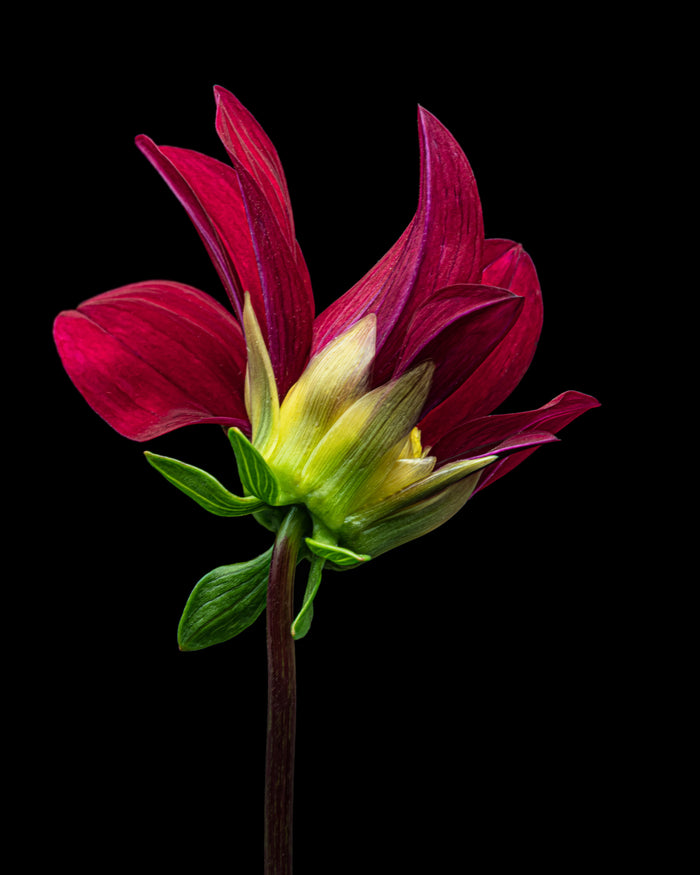 Dahlia 24