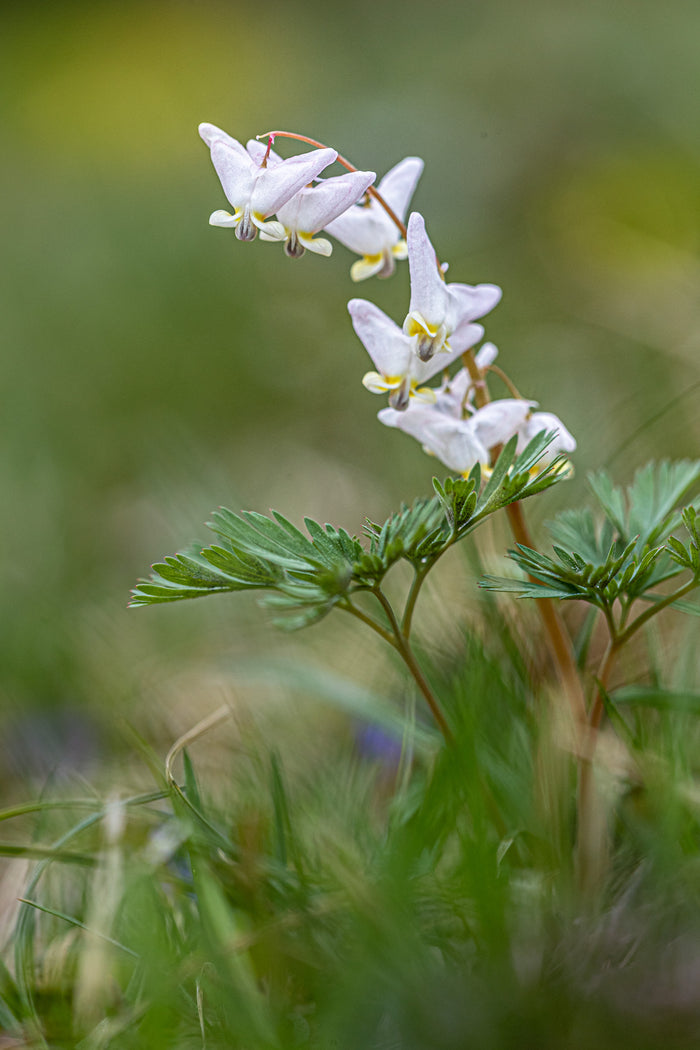 Dutchman's breeches 2