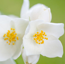Jasmine Essential Oil