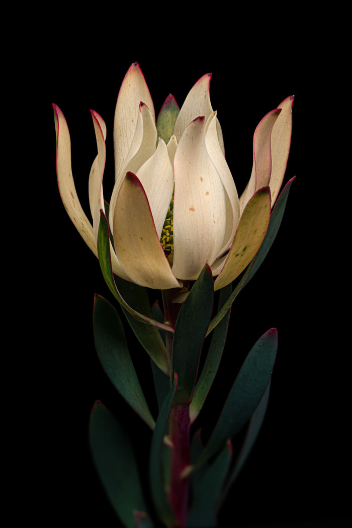 Leucadendron 3
