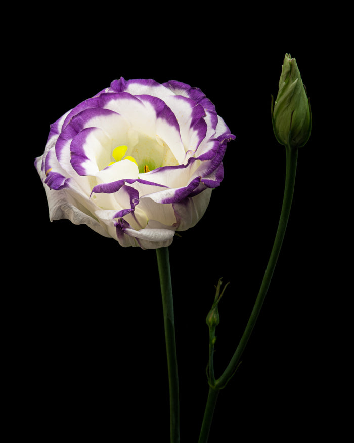 Lisianthus 2