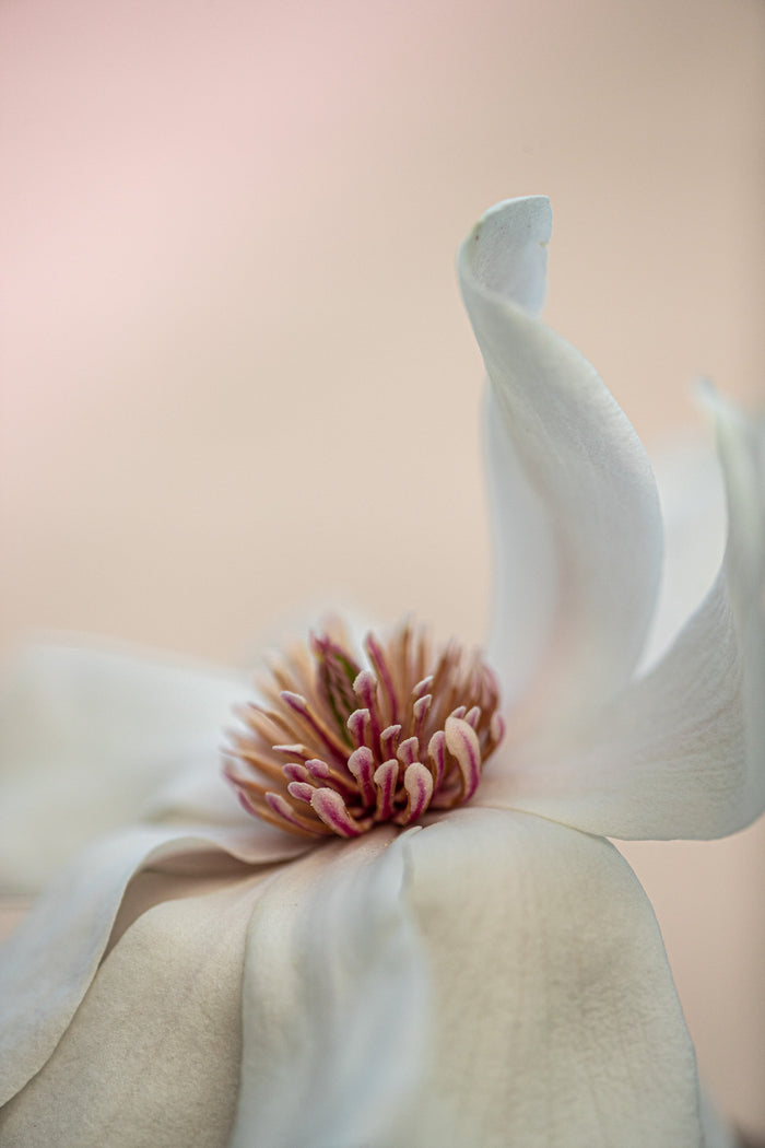 Magnolia 6