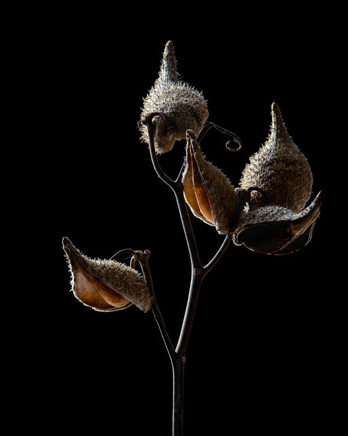 Milkweed 6