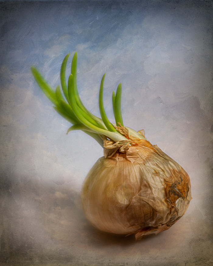 Onion 2