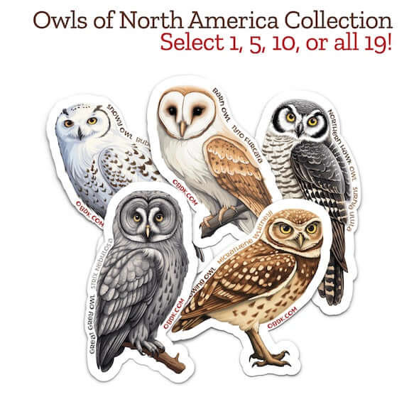 Owls of North America Sticker Collection -- Select 5 featuring various owl designs promoting conservation and wildlife education.