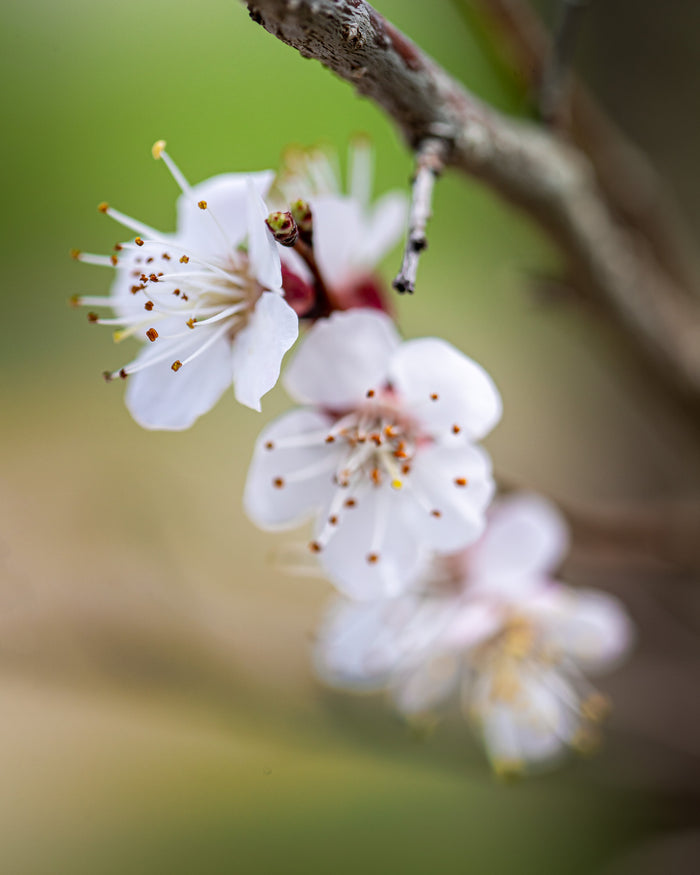 Plum 1