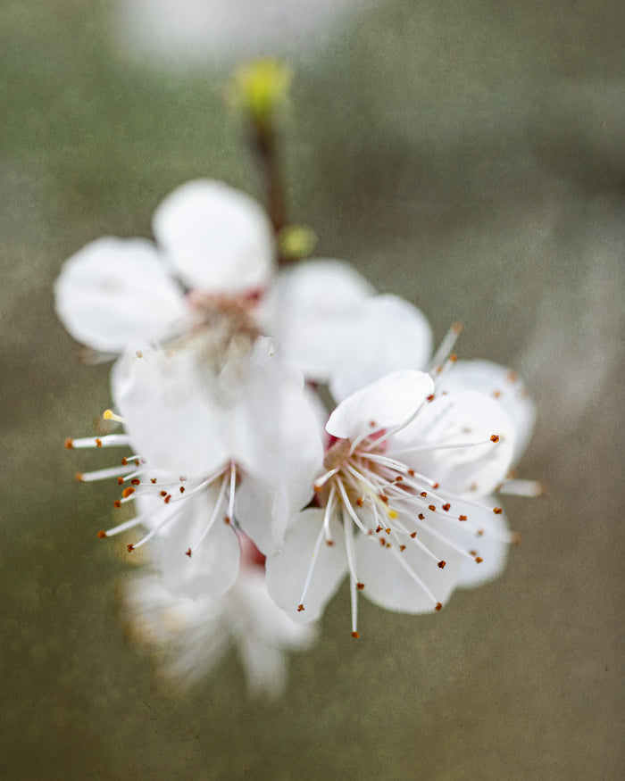 Plum 2