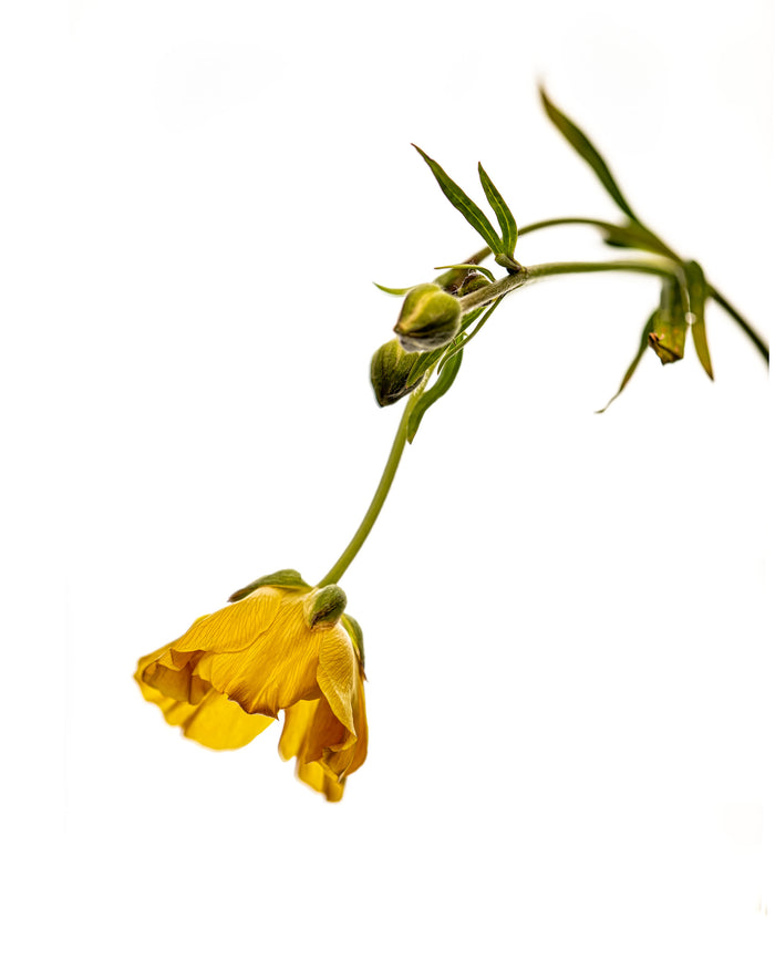 Ranunculus 11