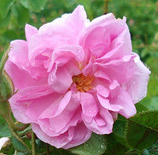 Rose Geranium Essential Oil