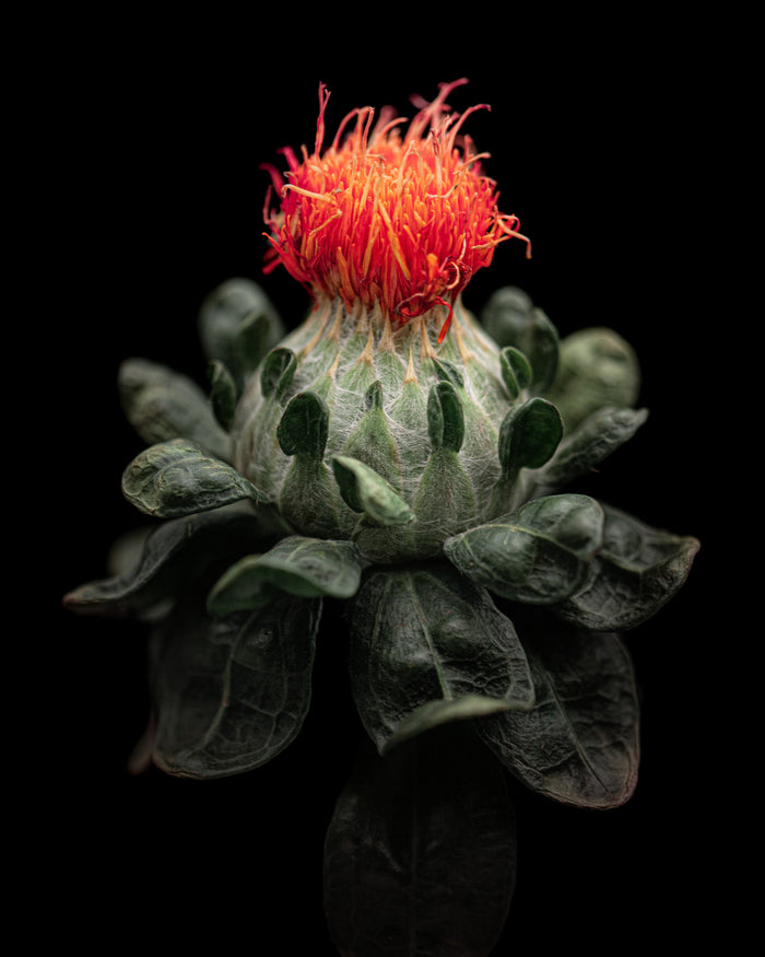 Safflower 1