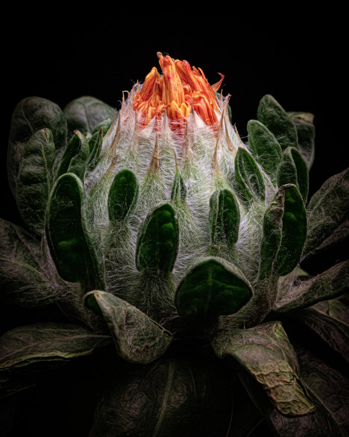 Safflower 2