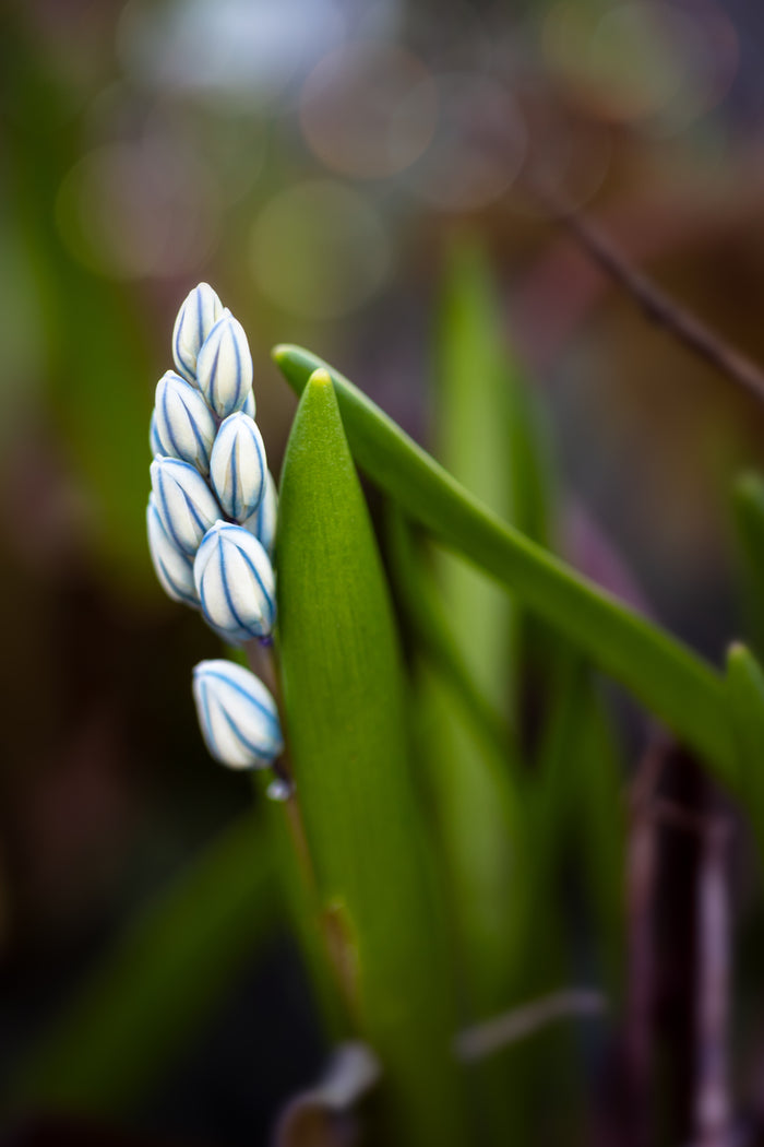 Striped Squill 2