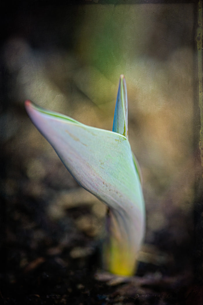 Tulip 4