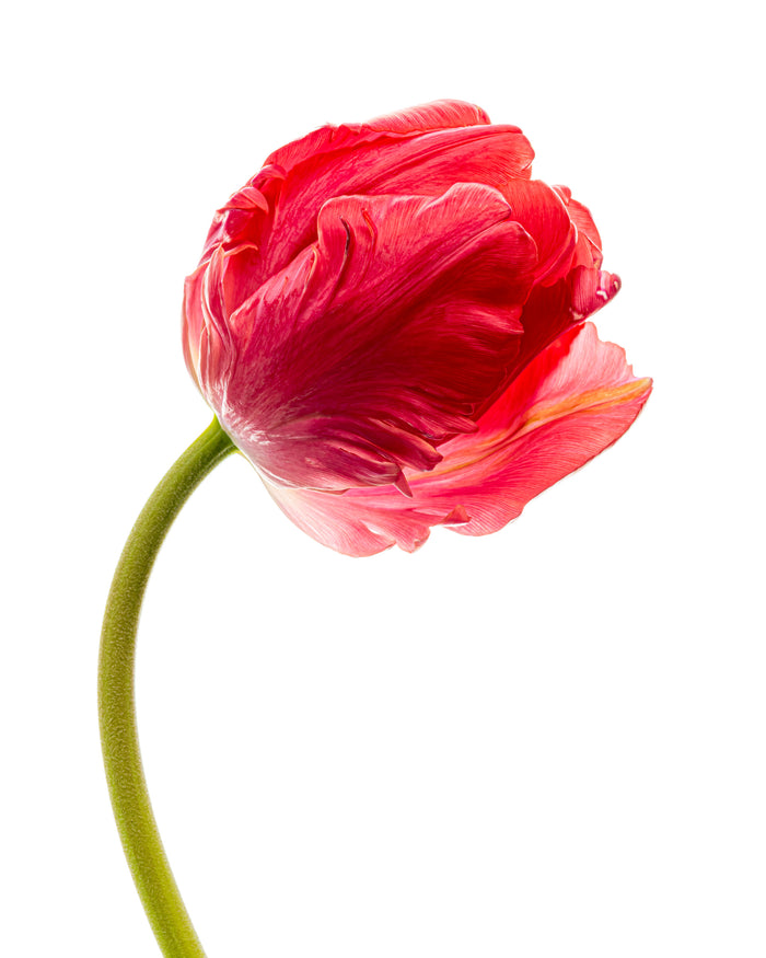 Tulip 7
