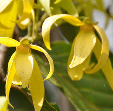 Ylang Ylang No. III Essential Oil
