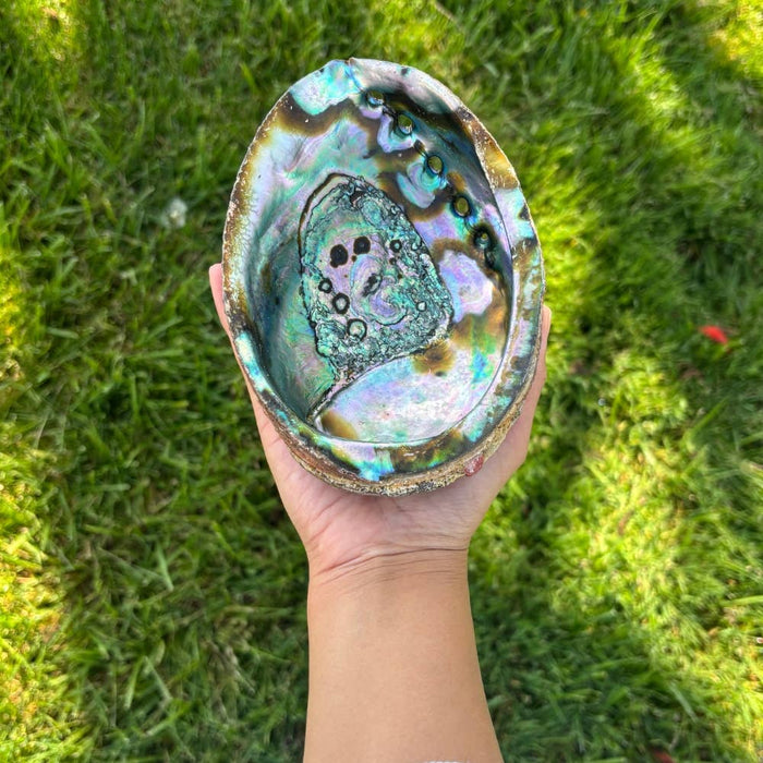 Abalone Shell ~ Pure Blue from Mexico