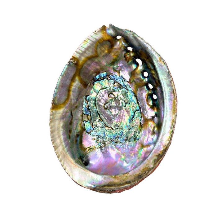 Abalone Shell ~ Pure Blue from Mexico