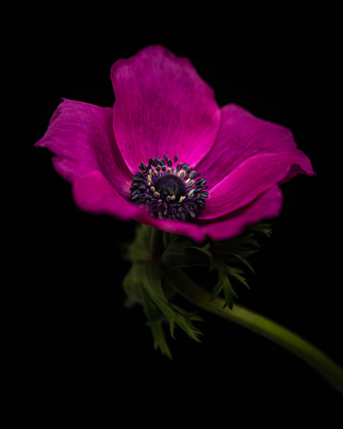 Anemone 4