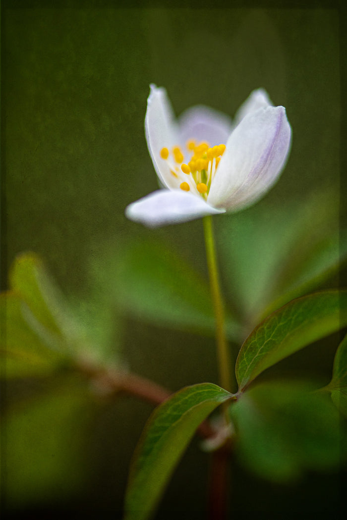 Anemone 5