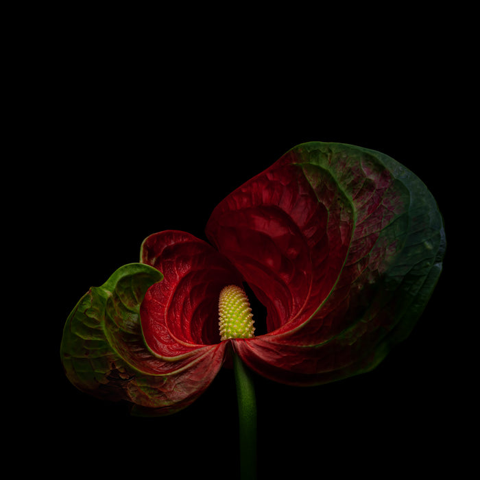Anthurium 2