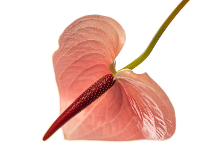 Anthurium 4