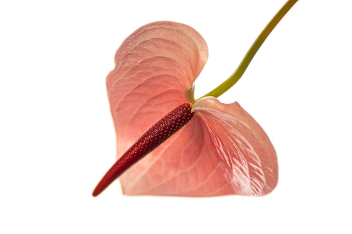 Anthurium 4