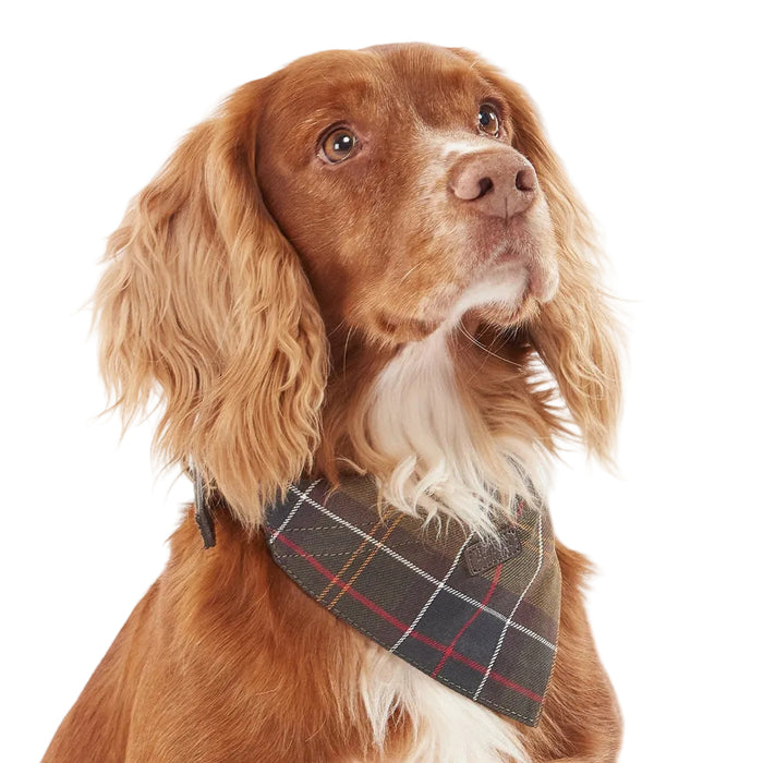 Golden-brown dog wearing a classic green and red Barbour tartan cotton bandana with subtle logo branding.