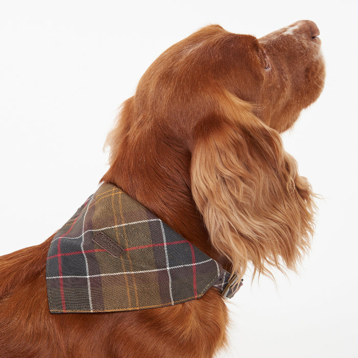 Brown dog wearing a classic Barbour cotton tartan bandana with a small leather logo patch.