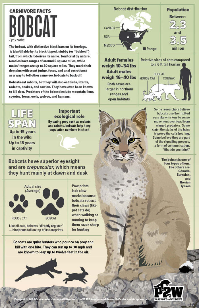 Bobcat Facts 11x17 Poster showcasing bobcat information, including facts about diet and range for wildlife education.