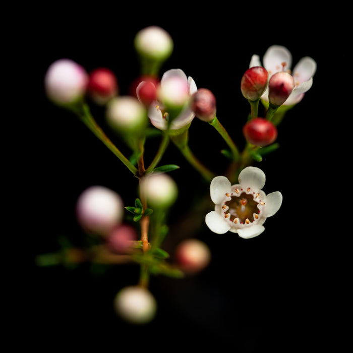 Broom Tea Tree 2