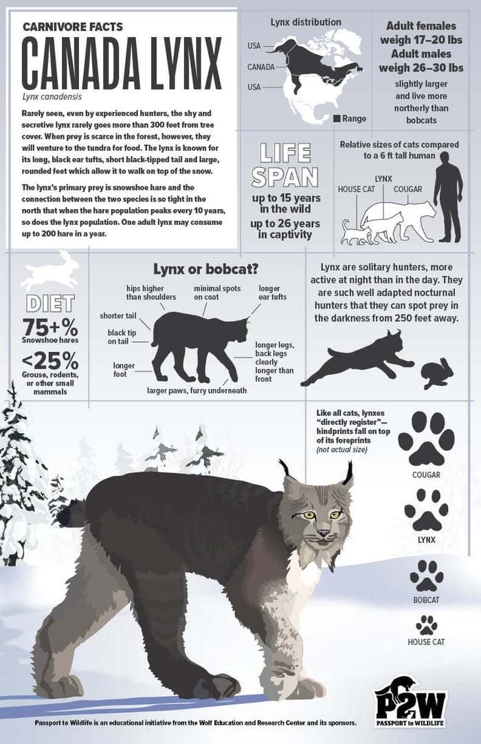 Canada Lynx Facts 11x17 Poster showcasing diet, lifespan, and distribution for wildlife education and biology learning.