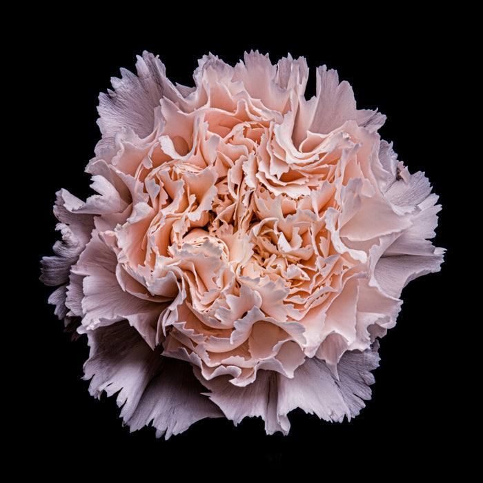 Carnation 10