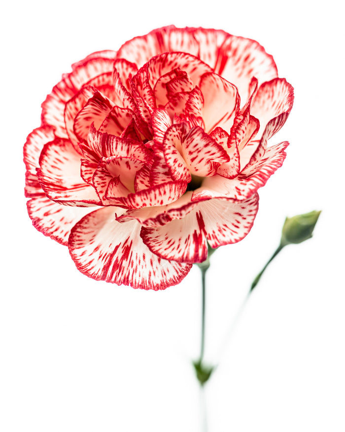 Carnation 1