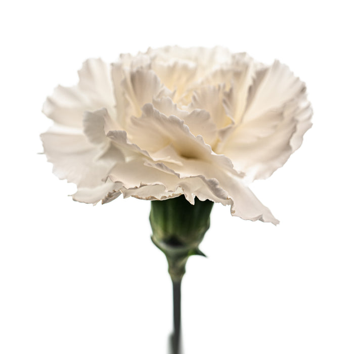 Carnation 3