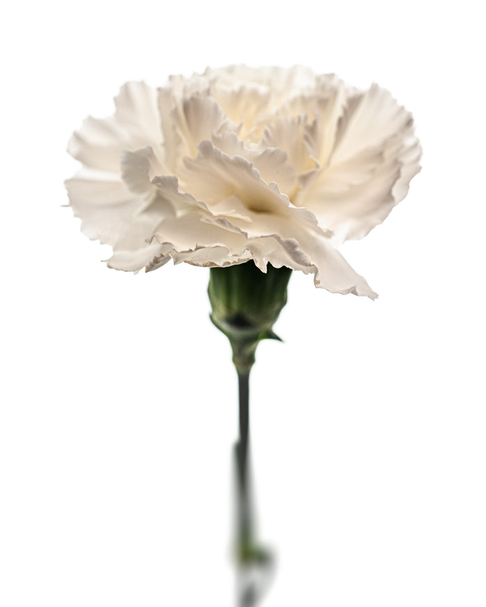Carnation 3