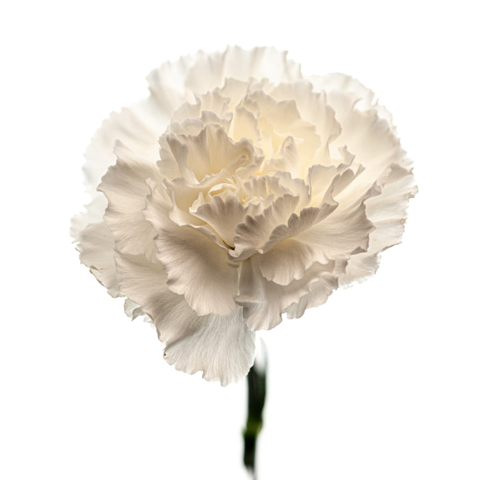 Carnation 4