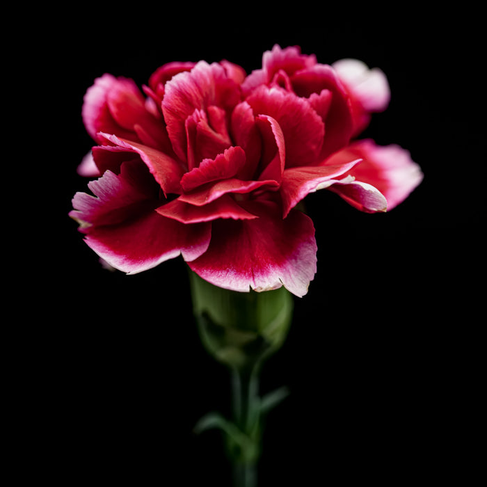 Carnation 5