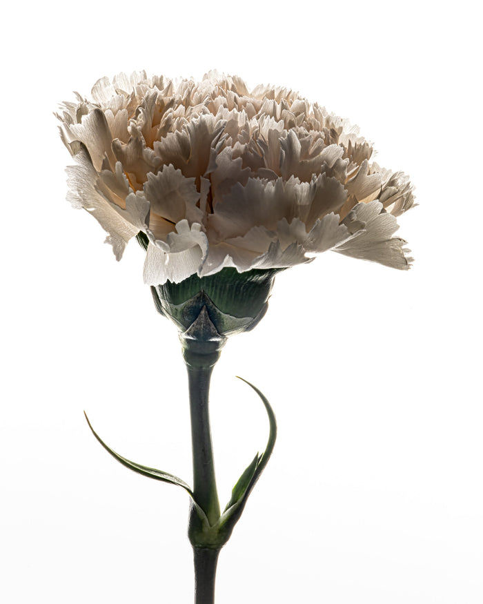 Carnation 9