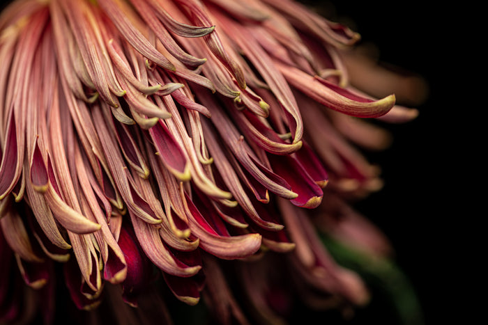 Chrysanthemums 12