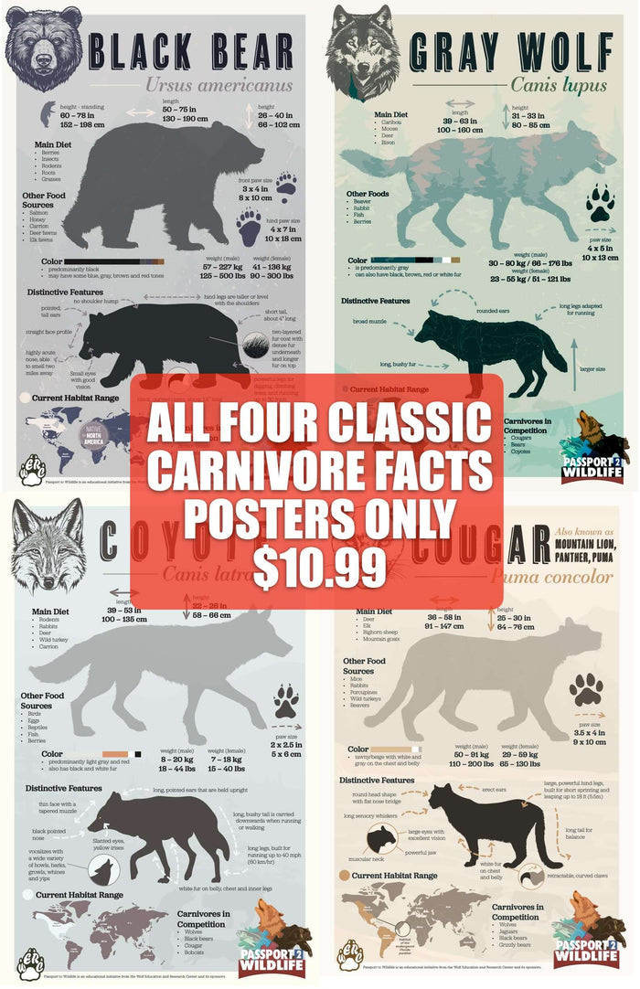 Close out on Classic Carnivore Facts Poster Set of 4 featuring Black Bear, Gray Wolf, Cougar, and more.