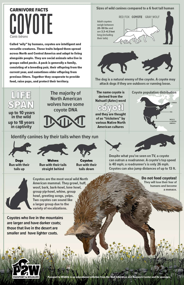 Coyote Facts 11x17 Poster featuring illustrations, diet, sizes, and population details for wildlife education.