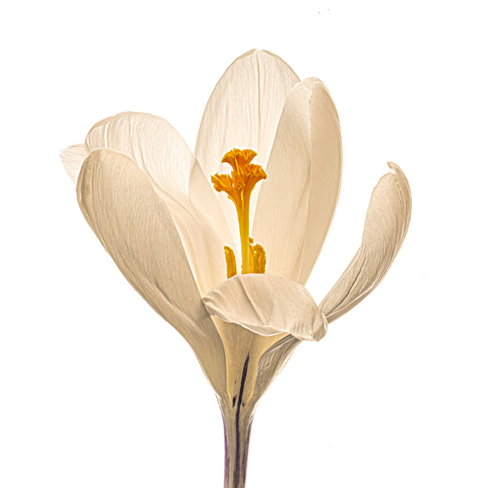 Crocus 2