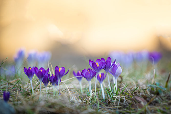 Crocus 7
